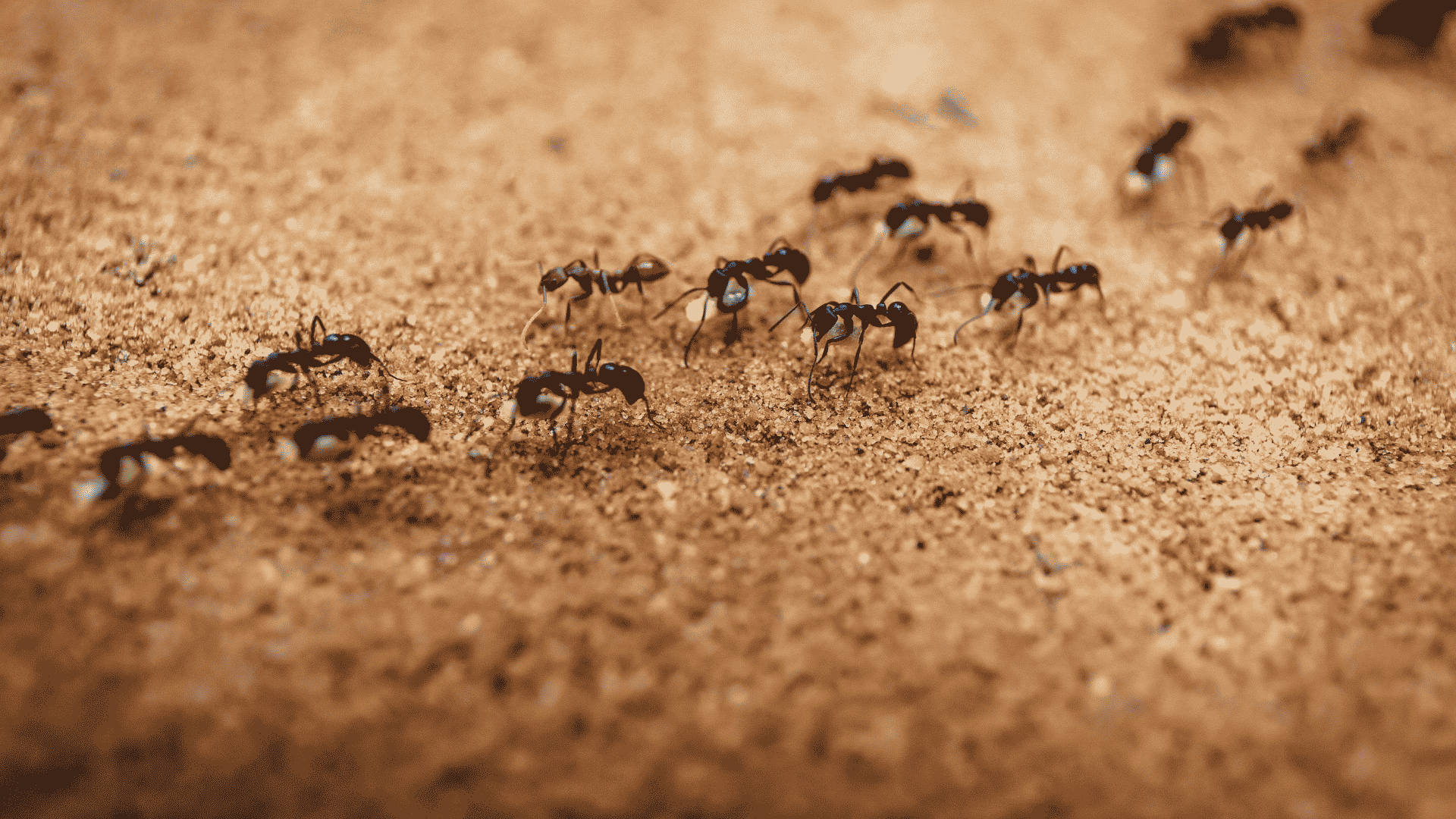 Ant Control in Apex, NC