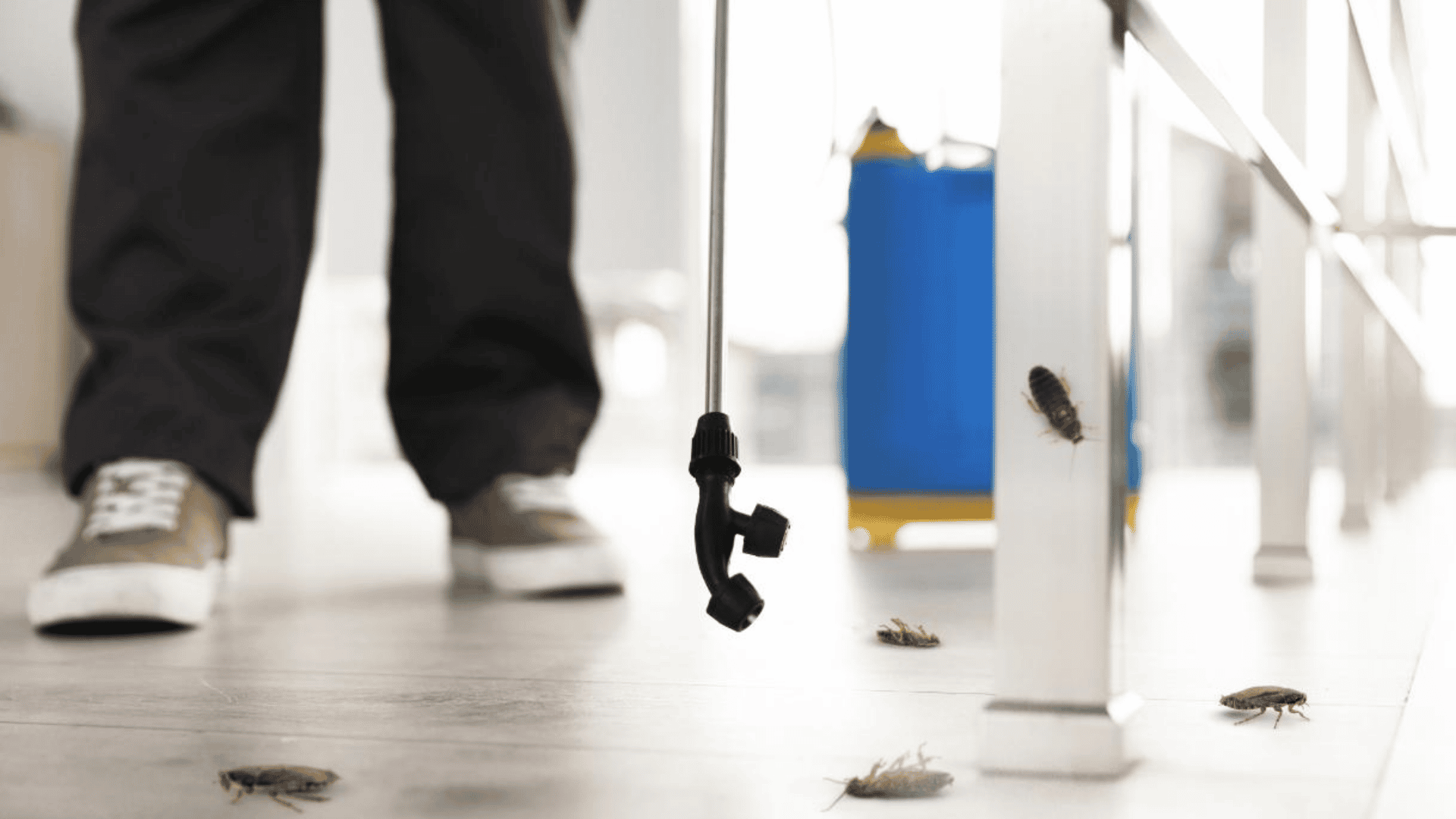 Commercial Pest Control in Cary, NC