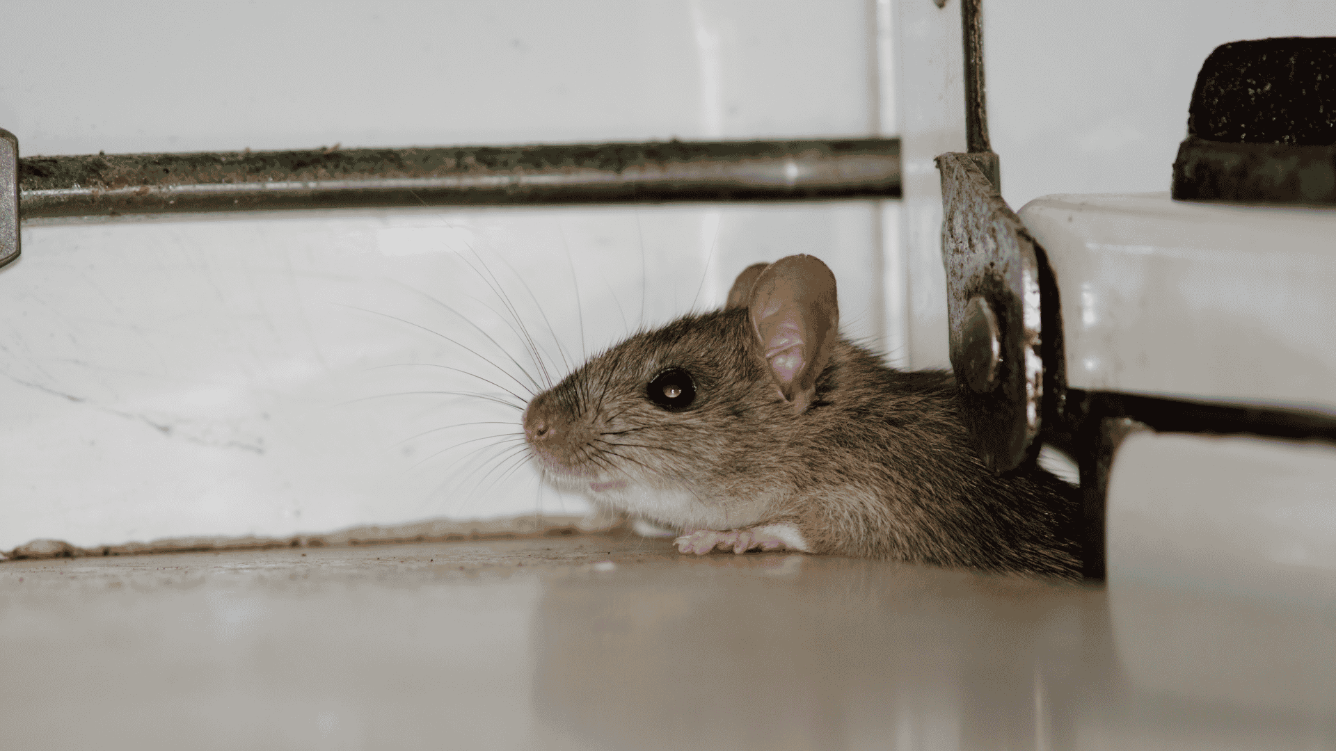 Rodent Control in Apex, NC