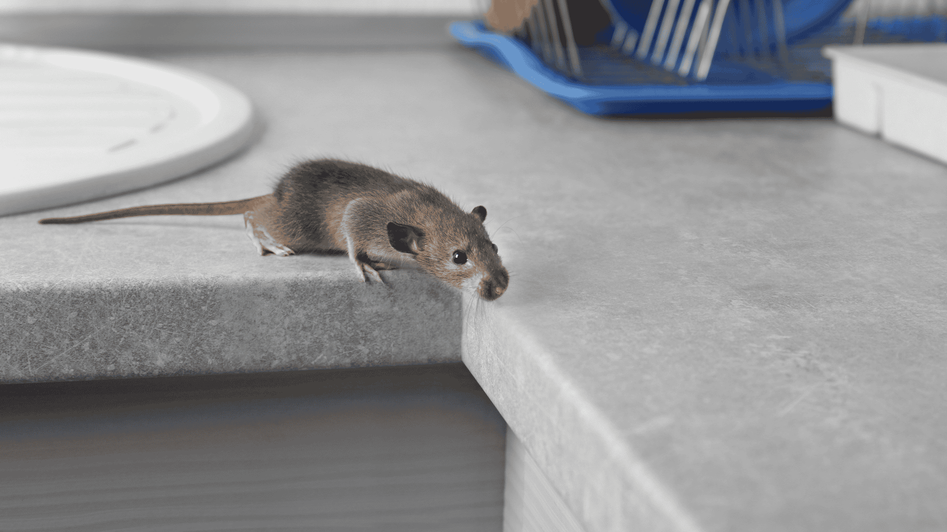 Rodent Control in Garner, NC