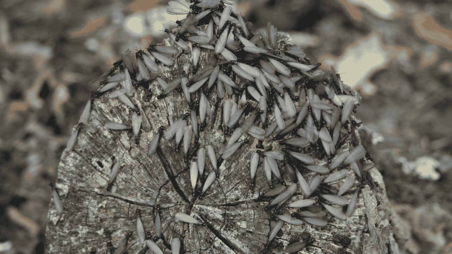 Termite Control in Garner, NC