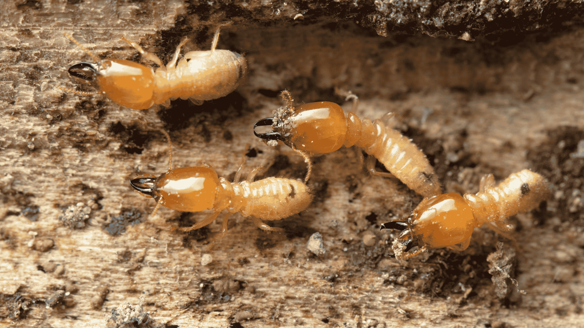 Termite Control in Apex, NC