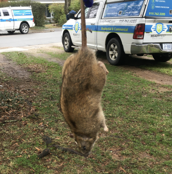 rodent-control image Rodent control for commercial properties