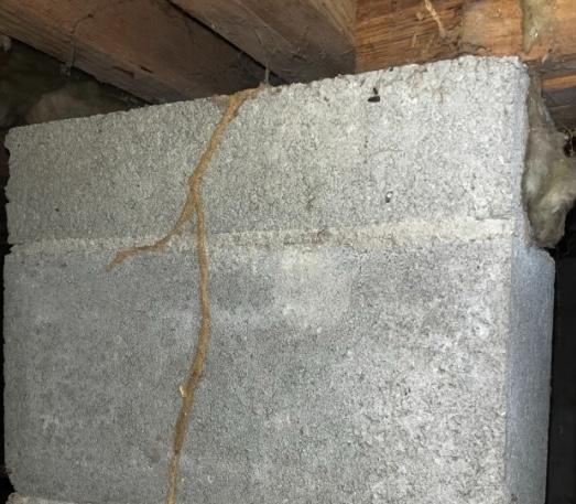 Termite control in Holly Springs NC