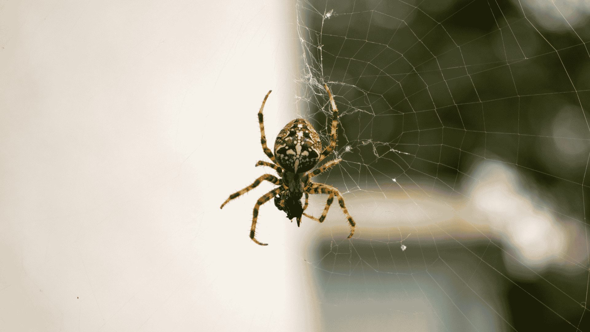 Spider Control in Cary, NC