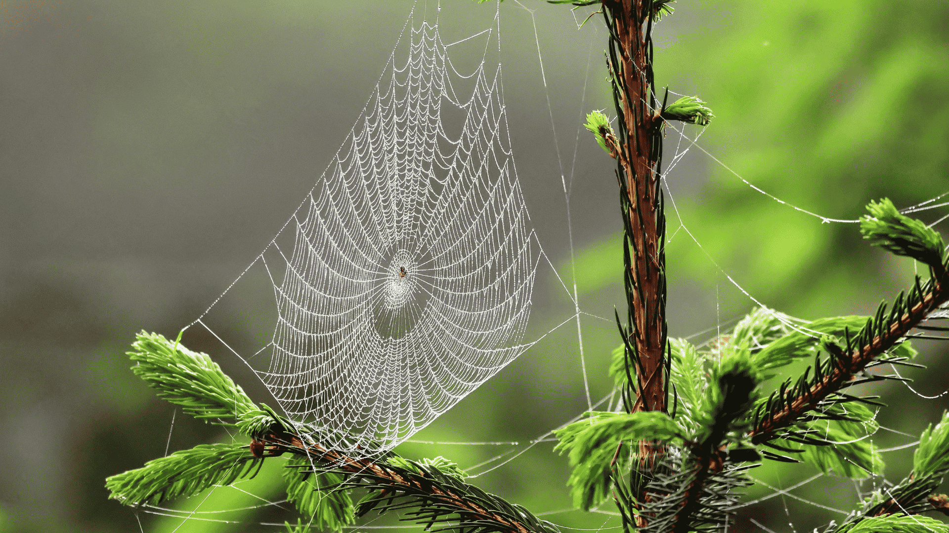 Child-Safe Spider Control in Raleigh, NC