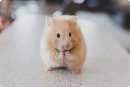 Getting Rid Of Mice: What The Experts In Holly Springs Want You To Know