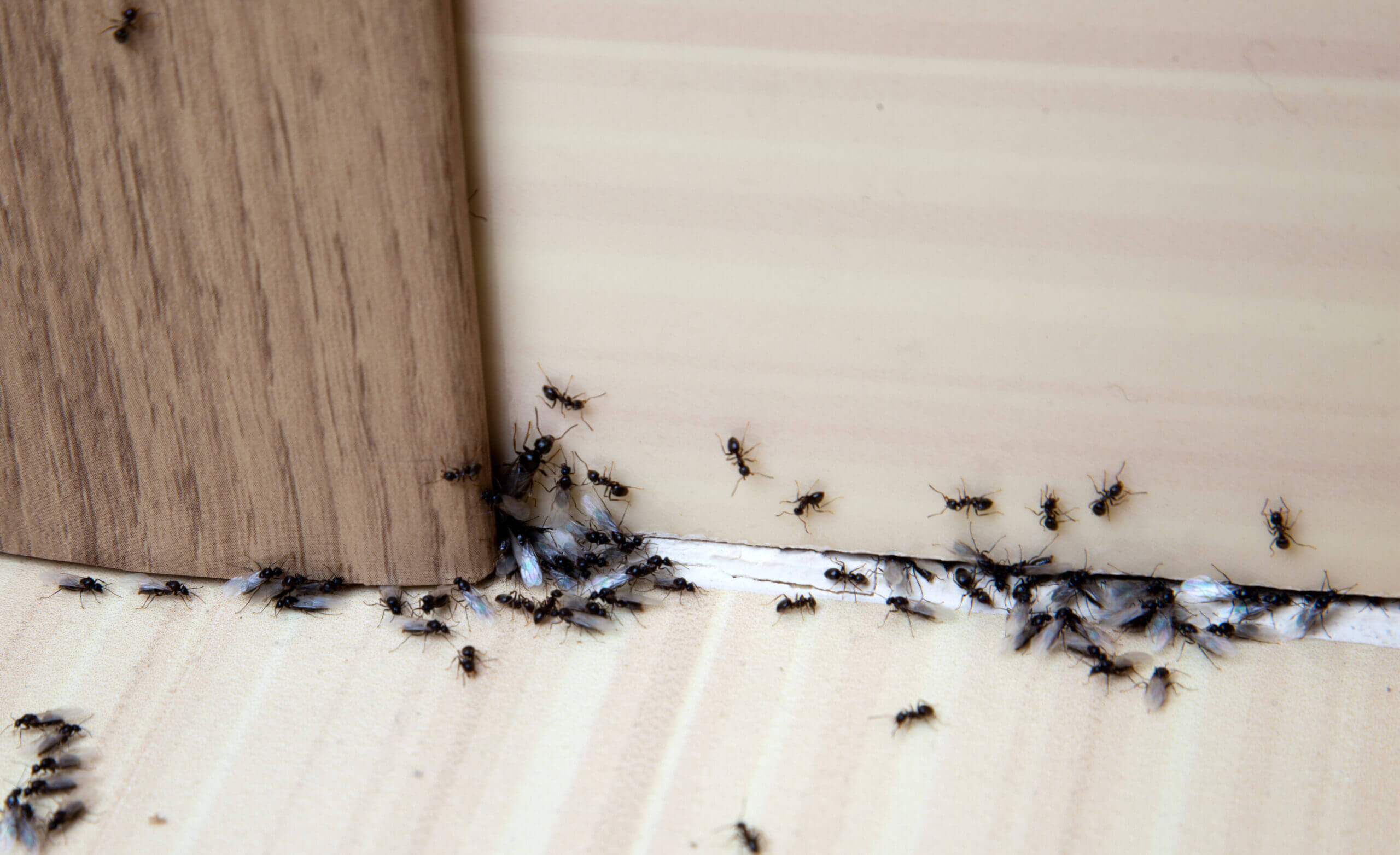 Should I Be Worried About The Odorous House Ants In Holly Springs?