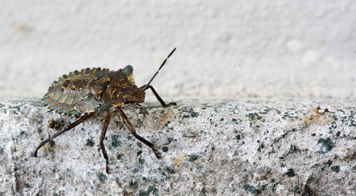 Stink Bugs and Fall Invaders: Seal Up Before They Move In