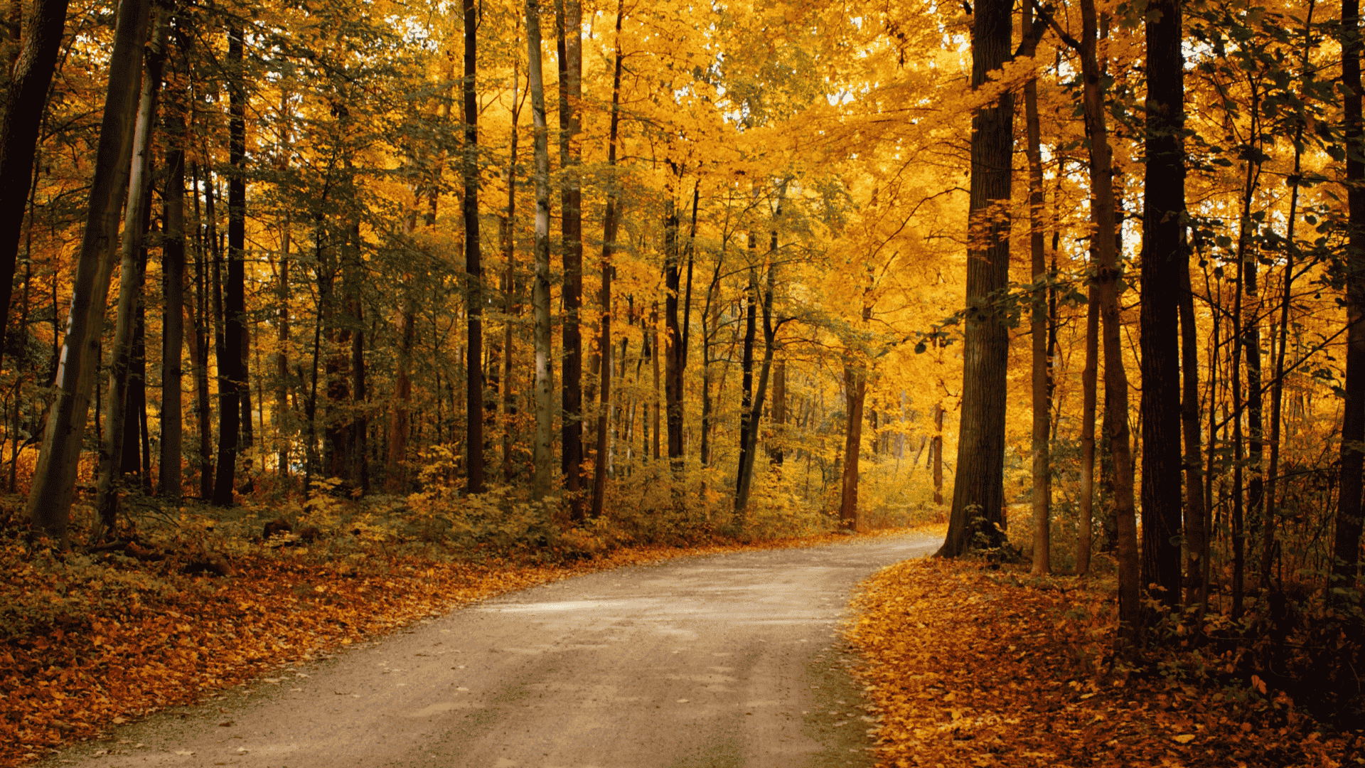 Fall Is the Best Time for a Termite Inspection