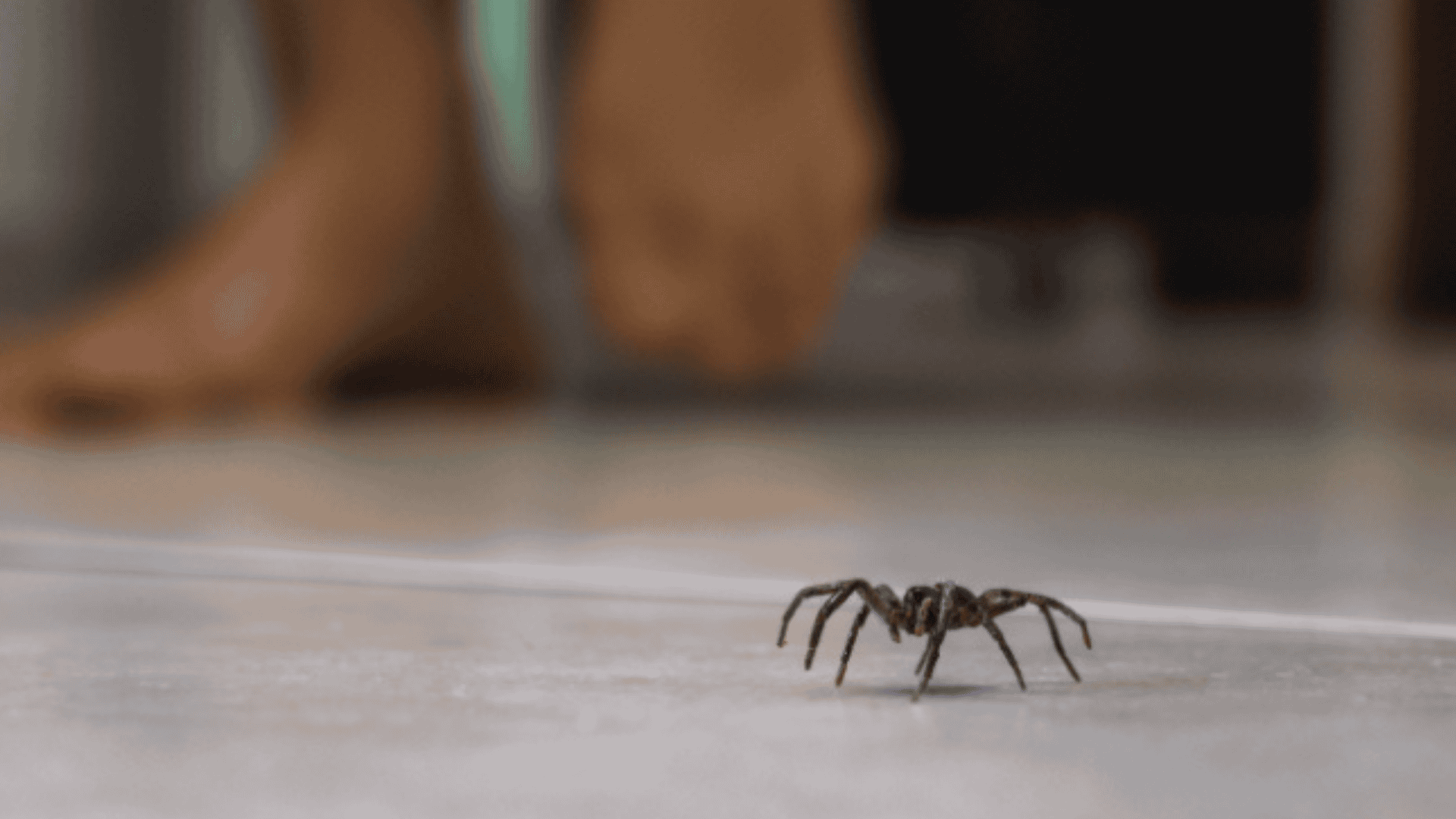 Why Spiders Move Indoors as Summer Ends