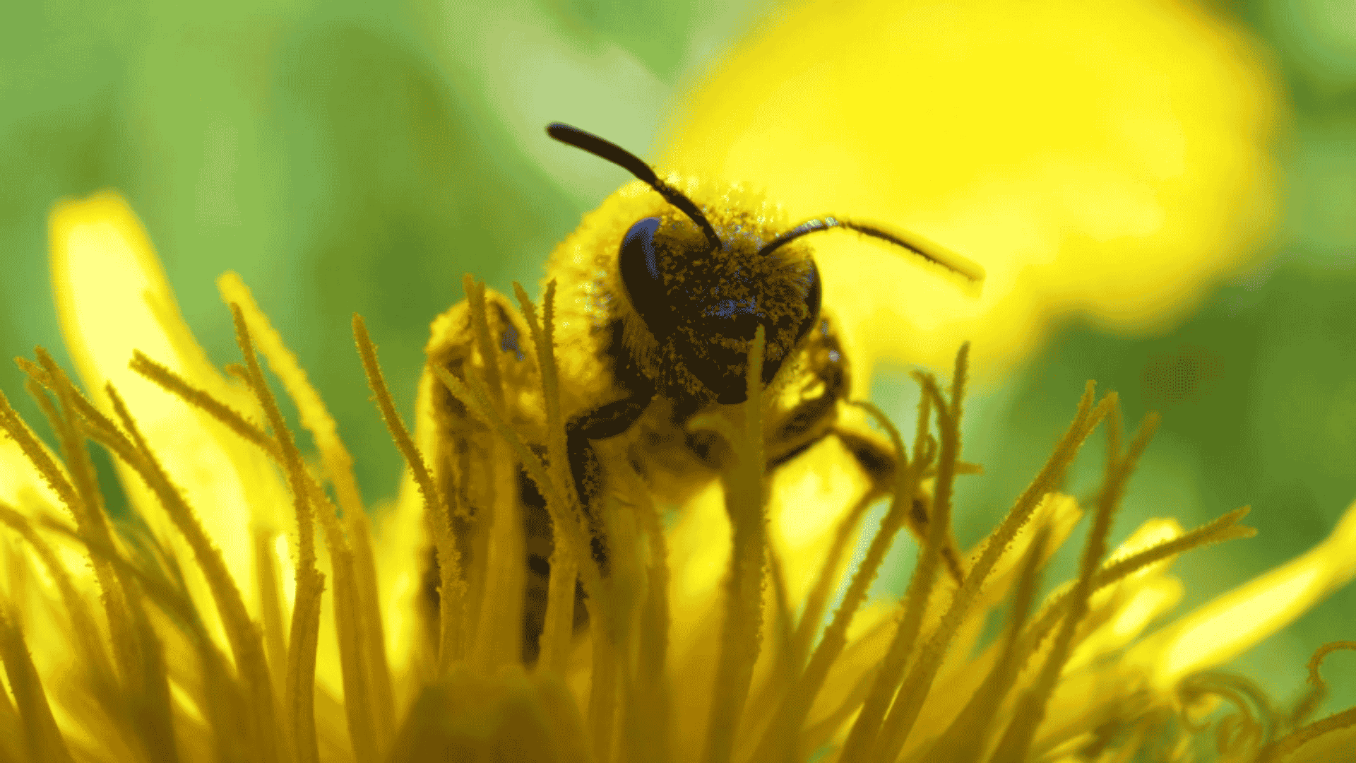 Why Yellow Jackets Turn Aggressive in Late Summer