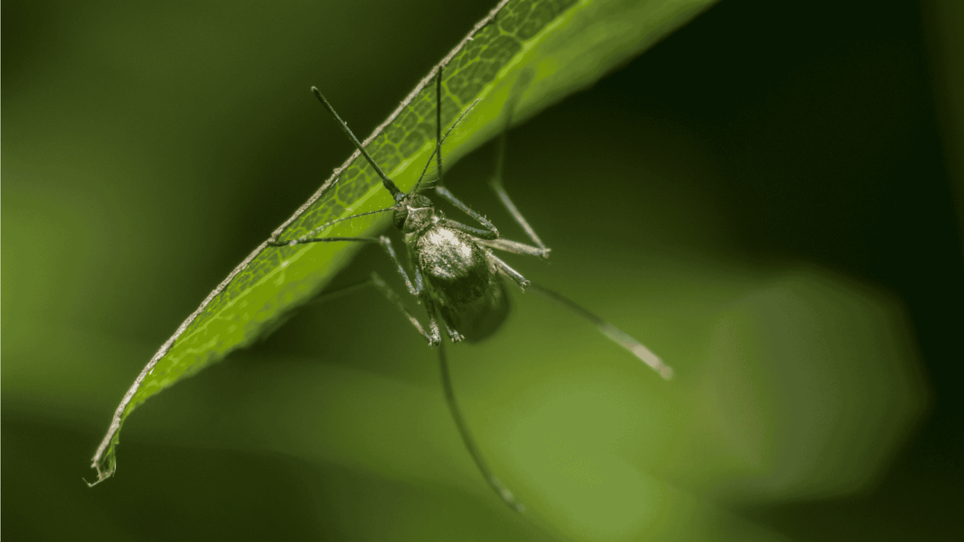 Mosquito Control in Apex, NC