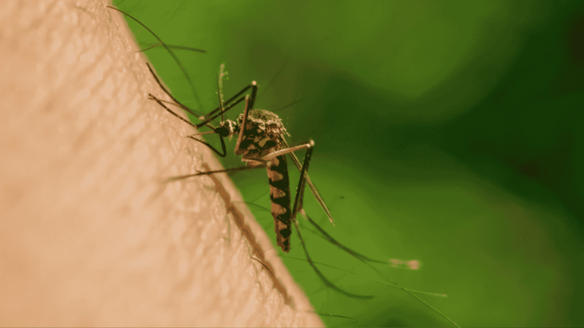 Mosquito Control in Cary, NC 