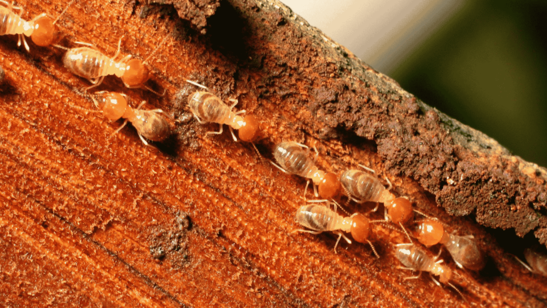 Termite Control in Holly Springs, NC 
