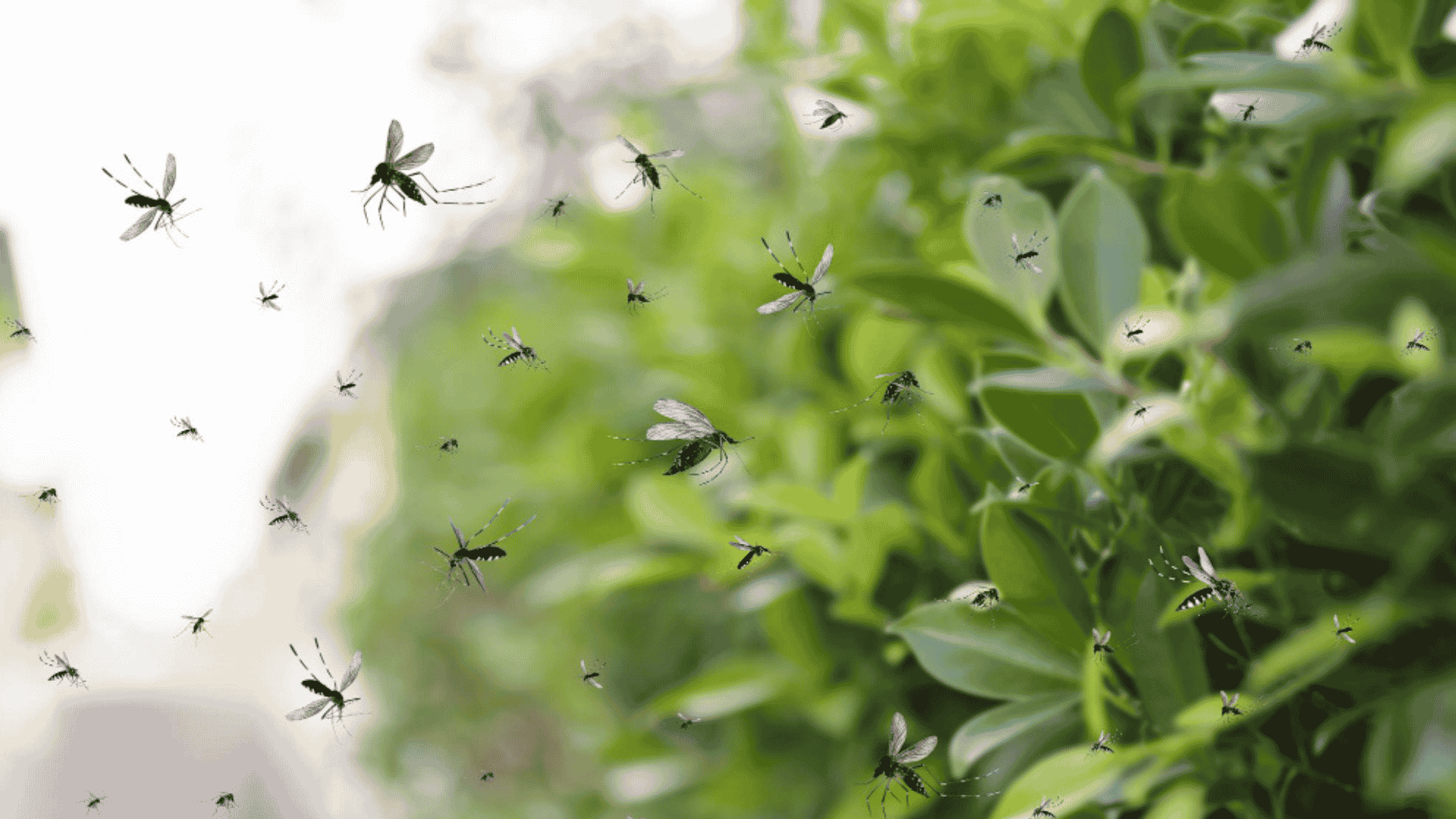 Mosquito Control in Fuquay-Varina, NC