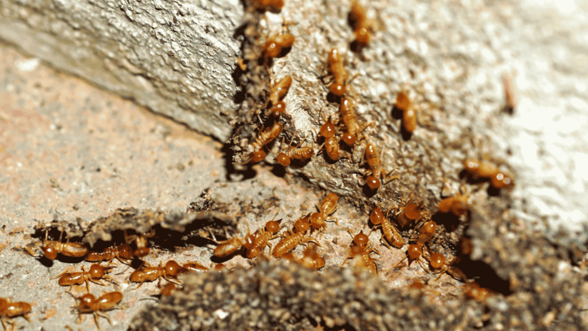 Termite Control in Cary, NC