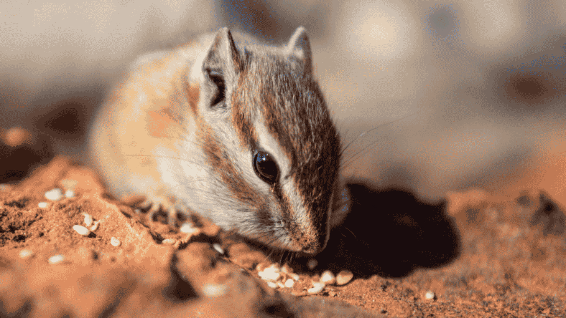 Rodent Control in Raleigh, NC