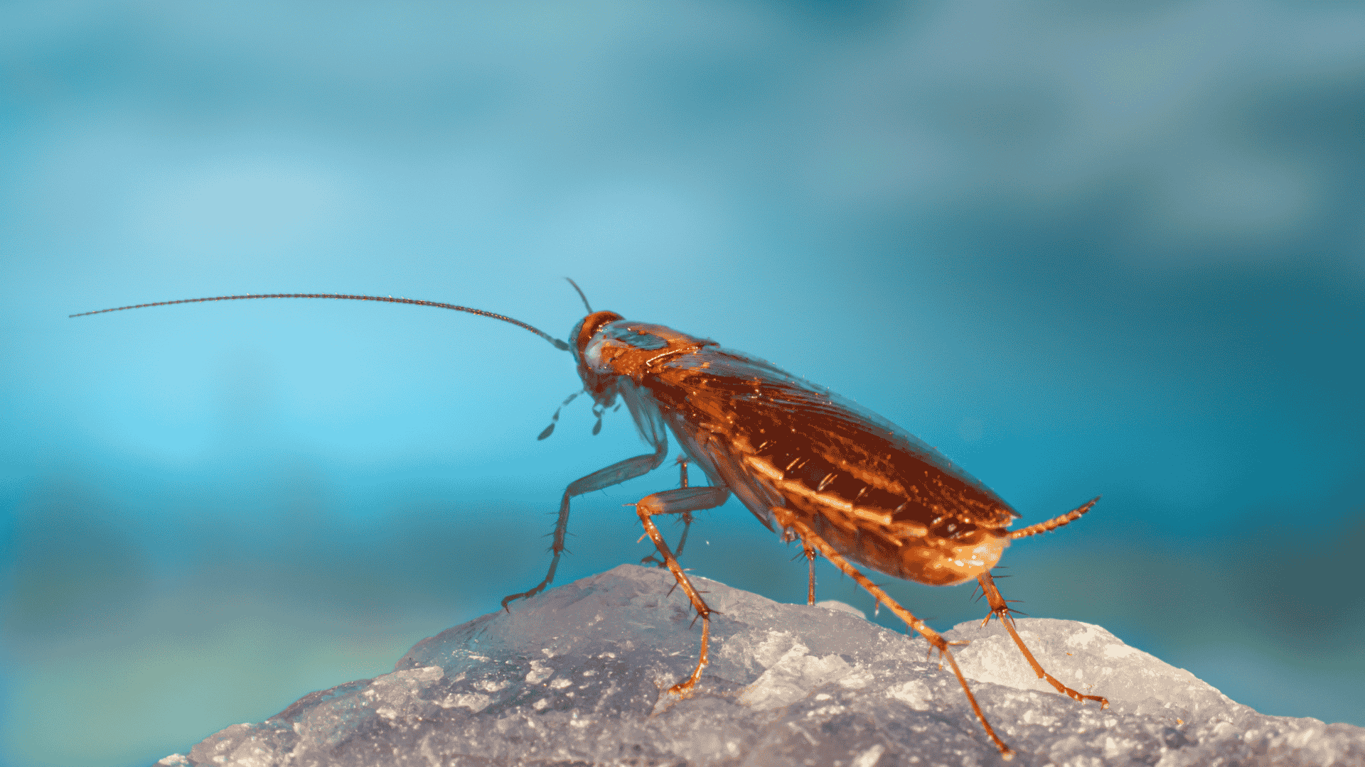 Pest Control in Pittsboro, NC