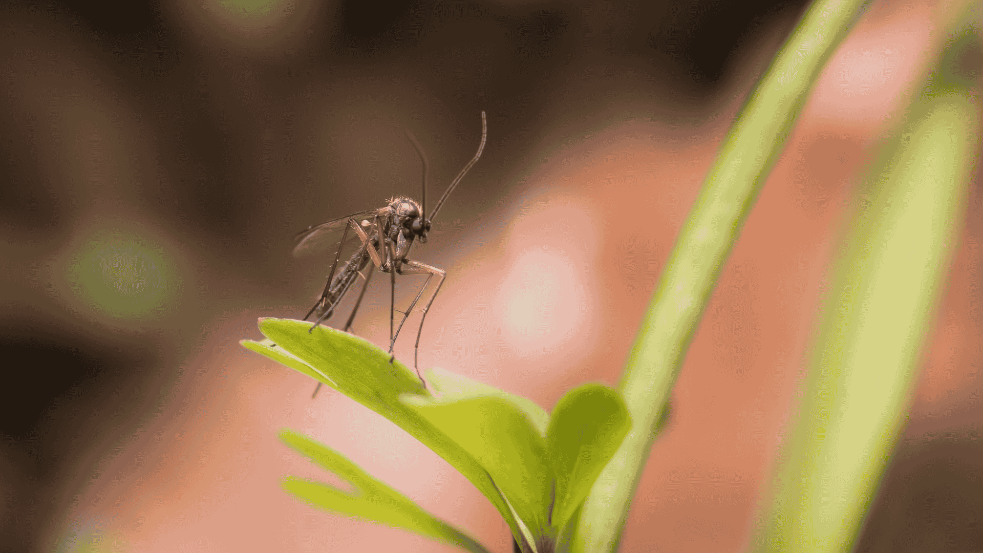 Mosquito Control in Holly Springs, NC 